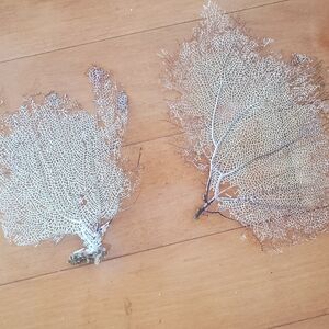 Two Natural Gorgonian Corals